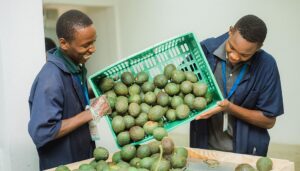 East-Africa-Fruits-employees-during-the-distribution-process