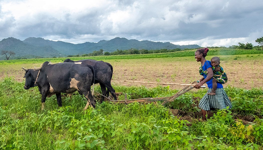 GNA-Farmer-Victoria-Mbewe-Works-Happily-in-Her-Field