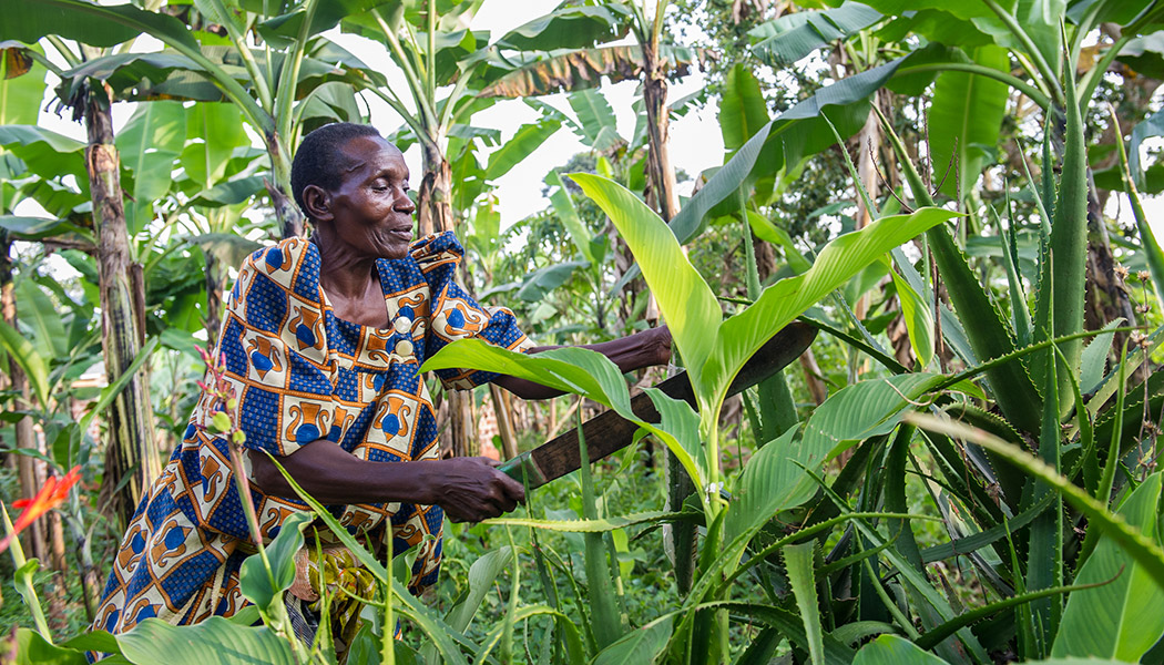 FINCA client working in agriculture