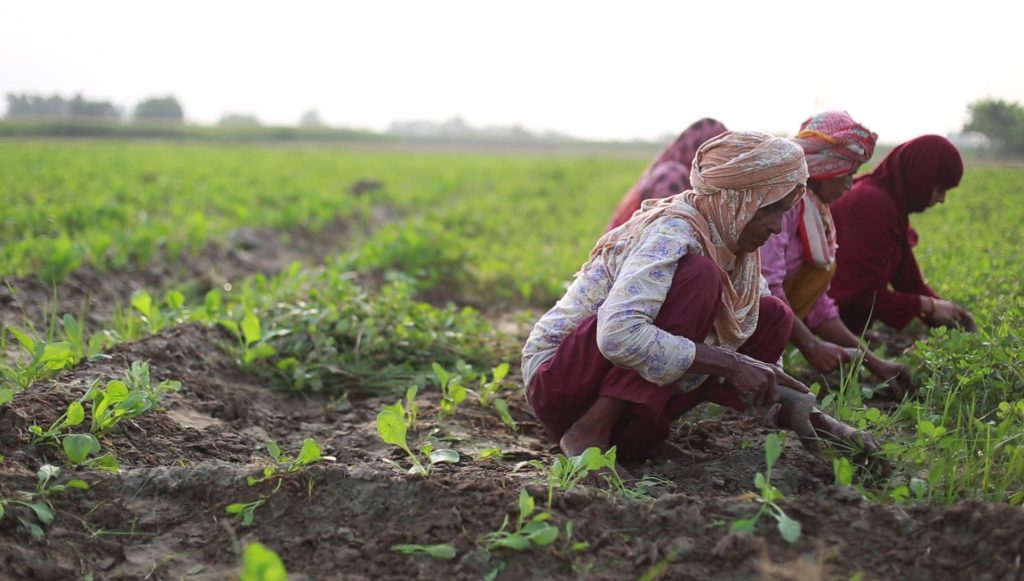 A Group of Farmers Work in a Field