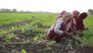 A Group of Farmers Work in a Field