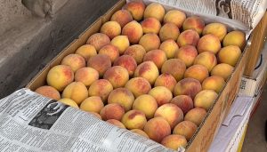 Box of peaches grown by Nazarov Tojiddin and placed in the cold storage financed by FINCA.