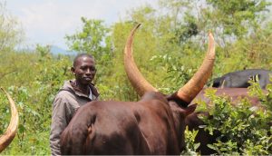 Robert Turusime with his cows.