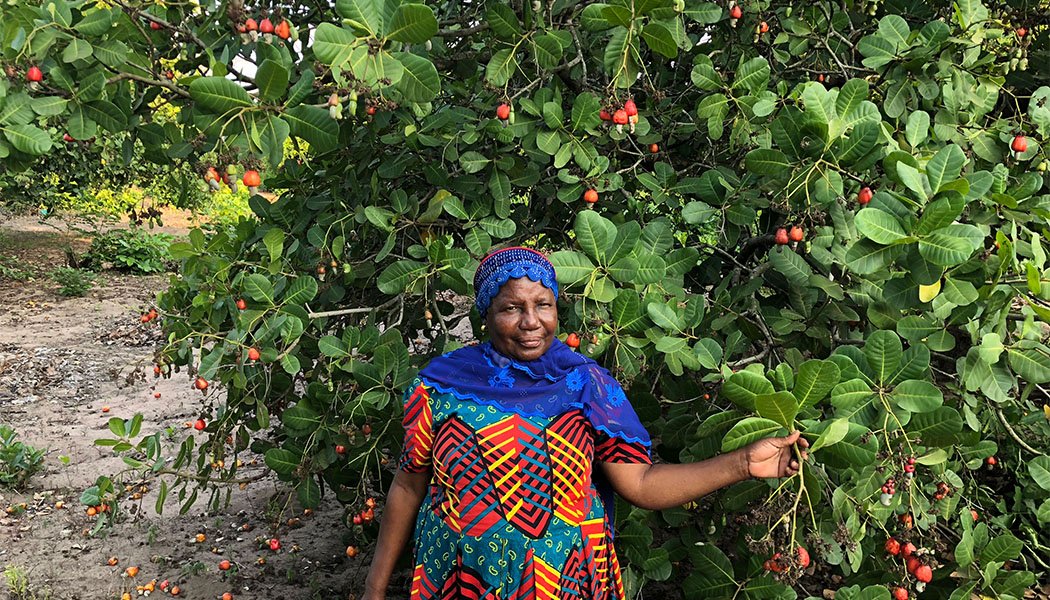 Cashew farmer