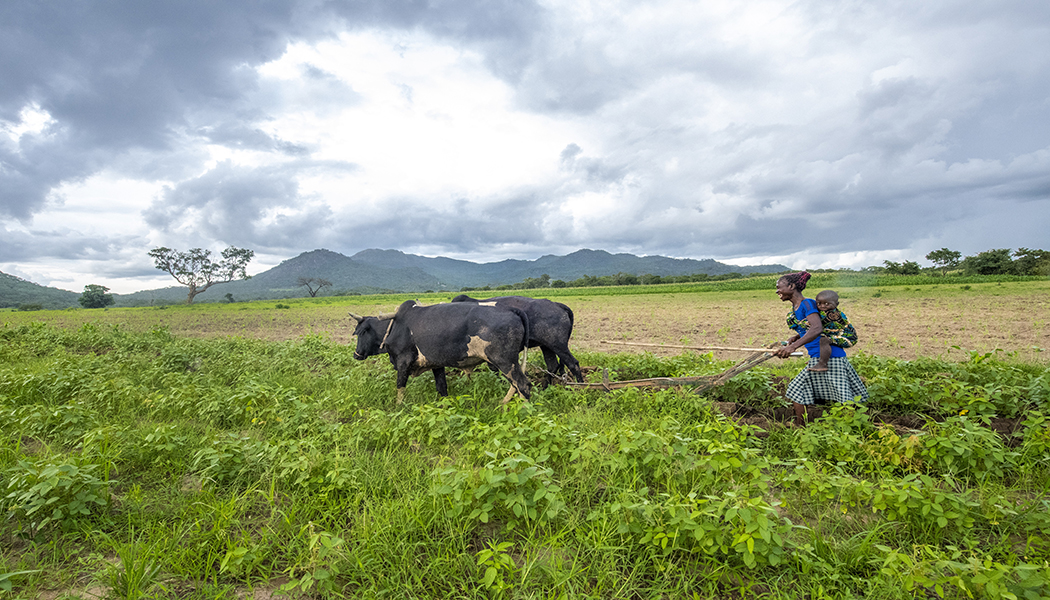 Victoria Mbewe is a farmer in Zambia who works with FINCA's partner, Good Nature Agro, and is shown plowing her field.