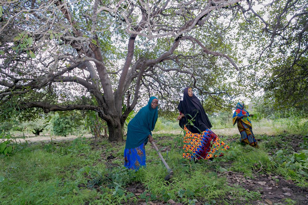 Women harvesting cashews in Mtwara, Tanzania